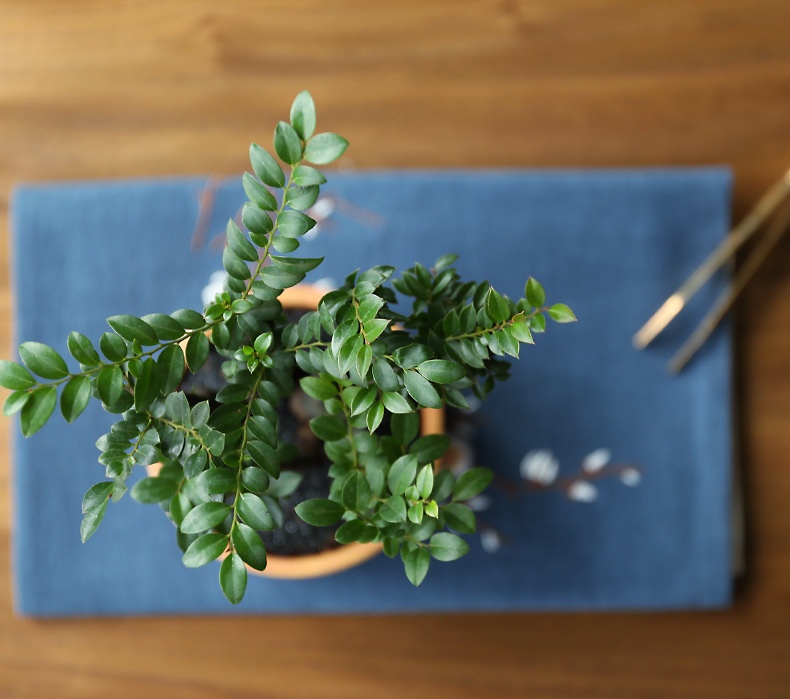 小葉紫檀盆景，黑骨茶樣式盆景圖片