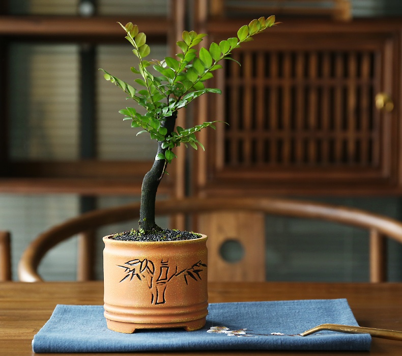 小葉紫檀盆景，黑骨茶樣式盆景圖片