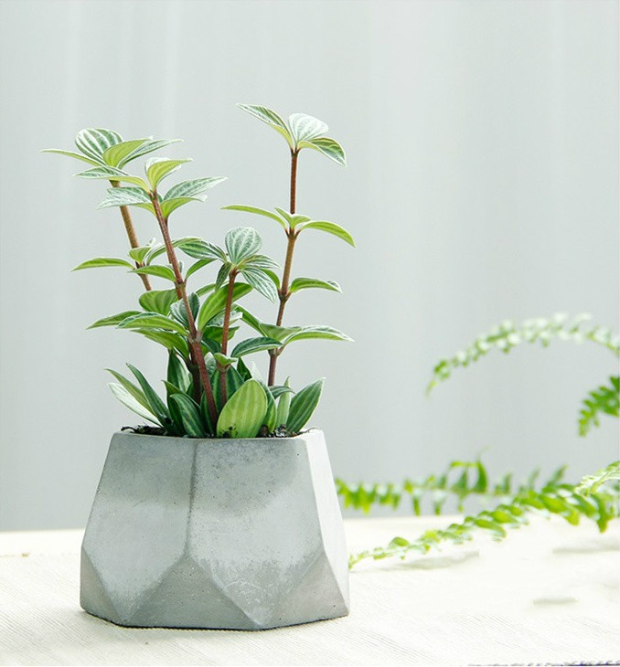 簡約水泥盆景，創(chuàng)意時(shí)尚盆景圖片