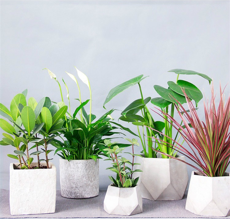 簡約水泥盆景，創(chuàng)意時(shí)尚盆景圖片