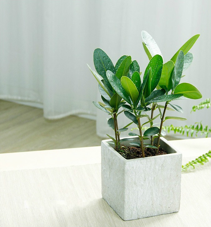 簡約水泥盆景，創(chuàng)意時(shí)尚盆景圖片