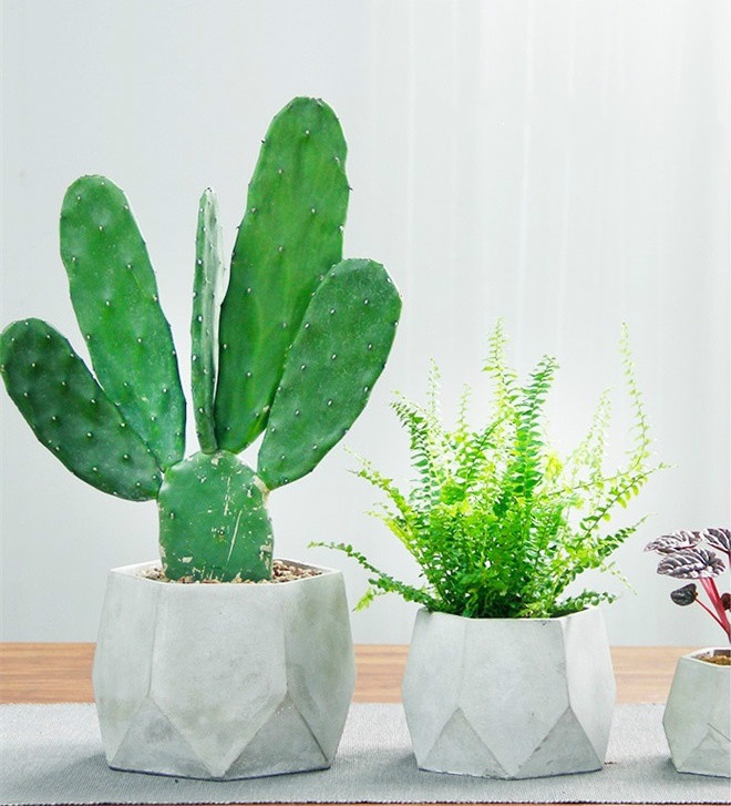 簡約水泥盆景，創(chuàng)意時(shí)尚盆景圖片