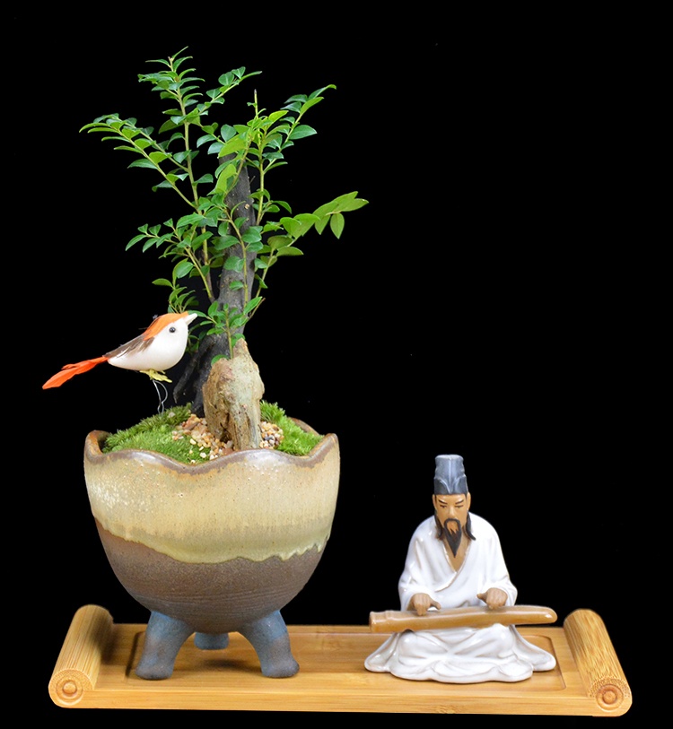 樹樁花卉盆景，紫砂海螺盆景圖片