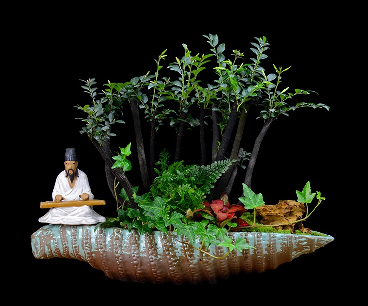 樹樁花卉盆景，紫砂海螺盆景圖片