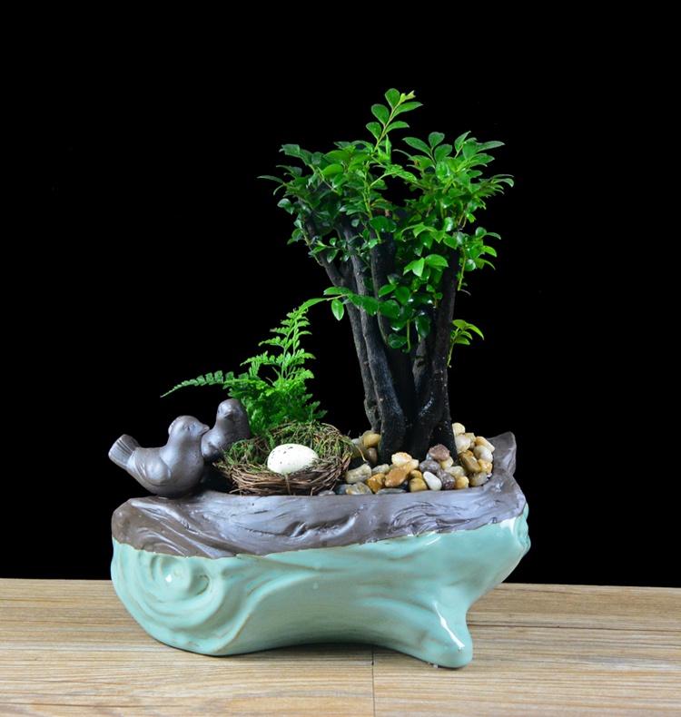 樹樁花卉盆景，紫砂海螺盆景圖片