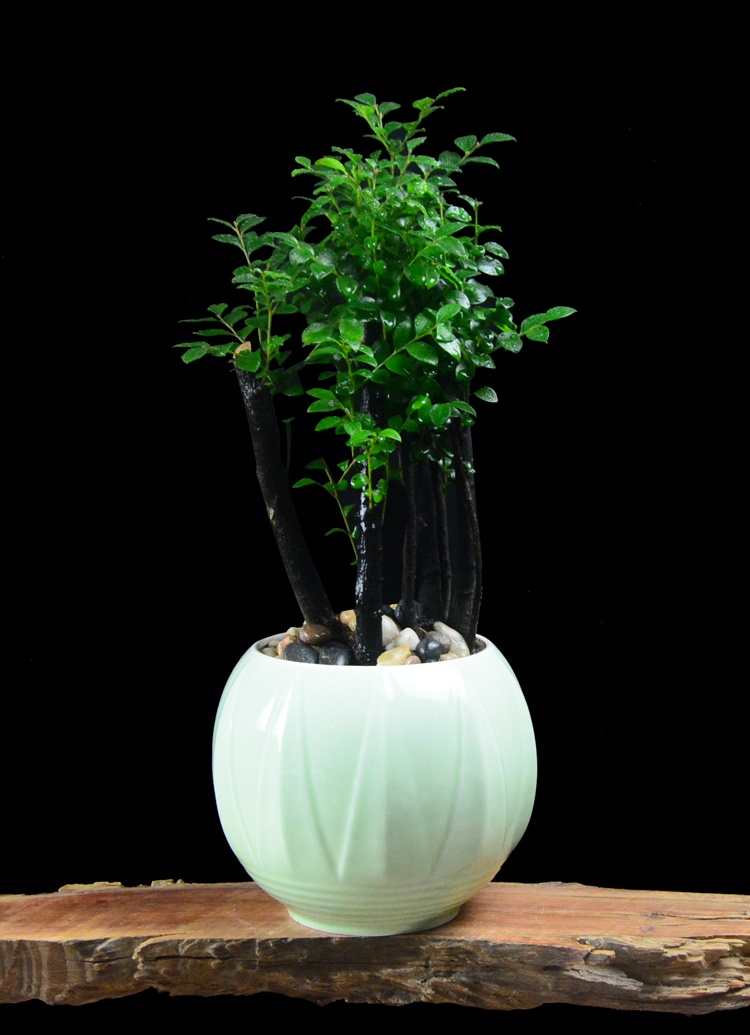 樹樁花卉盆景，紫砂海螺盆景圖片