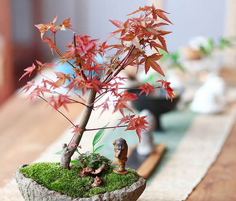 紅楓樹盆景，簡約美觀盆景圖片