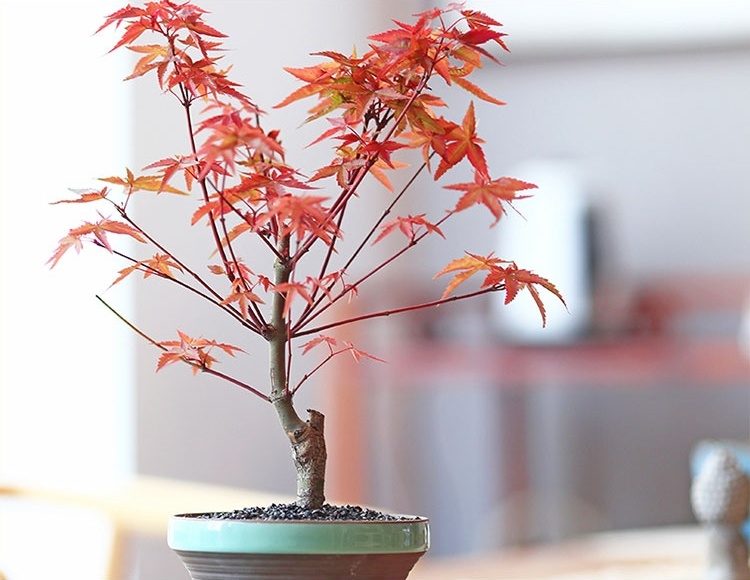 紅楓樹盆景，簡約美觀盆景圖片
