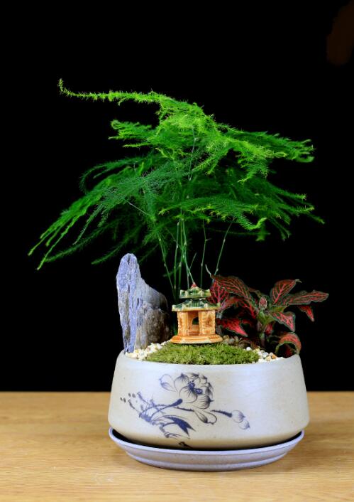 福祿桐文竹盆景，綠植苔蘚微景觀禪意盆景