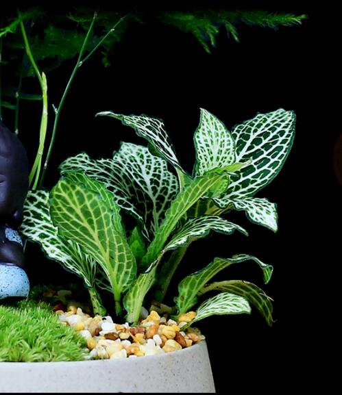 福祿桐文竹盆景，綠植苔蘚微景觀禪意盆景