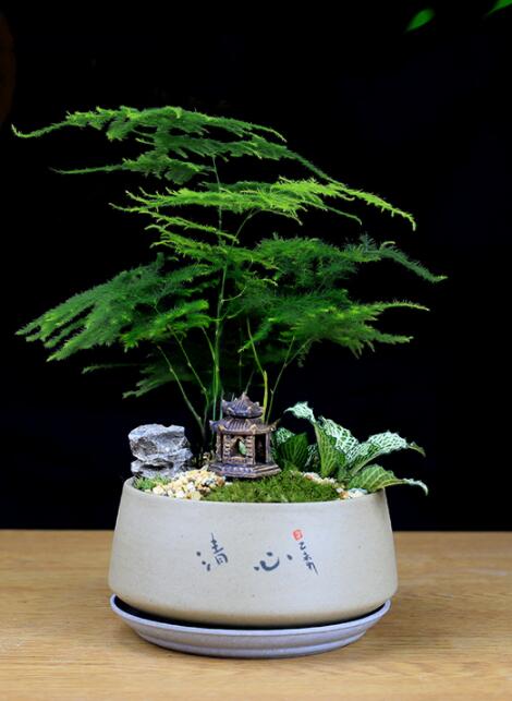 福祿桐文竹盆景，綠植苔蘚微景觀禪意盆景