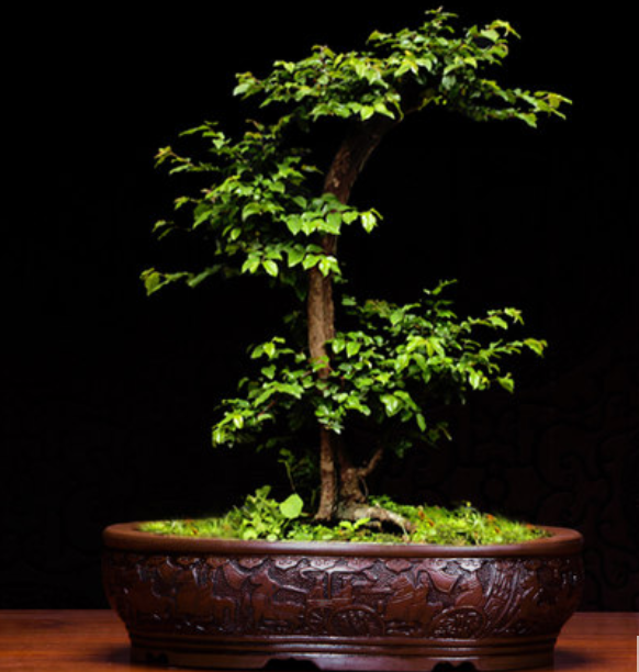 五款匠心啟航閱讀陶瓷室內(nèi)盆景