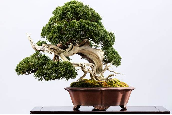 五款匠心啟航閱讀陶瓷室內(nèi)盆景