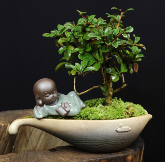 小葉福建茶樹樁盆景，室內(nèi)綠植藝術(shù)造型盆景