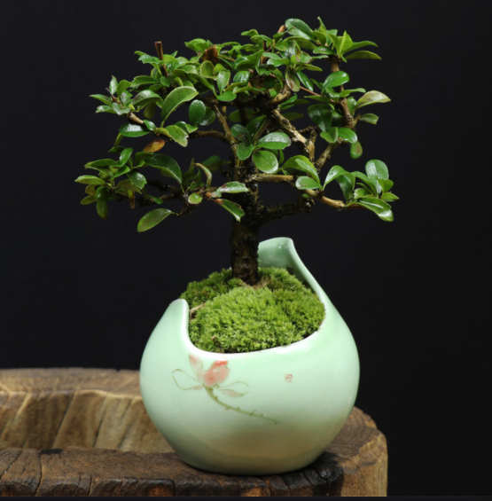 小葉福建茶樹樁盆景，室內(nèi)綠植藝術(shù)造型盆景