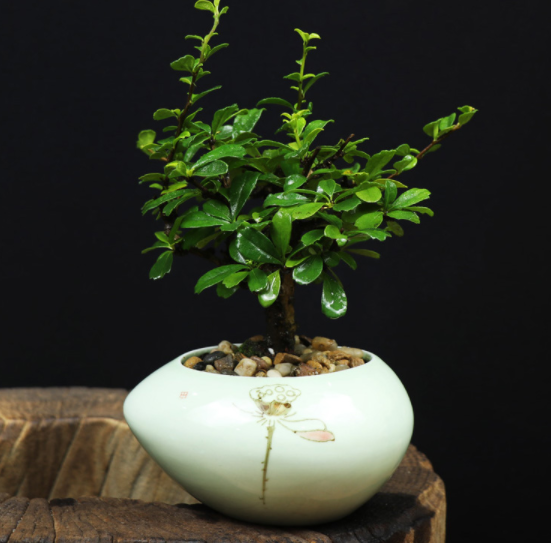 小葉福建茶樹樁盆景，室內(nèi)綠植藝術(shù)造型盆景