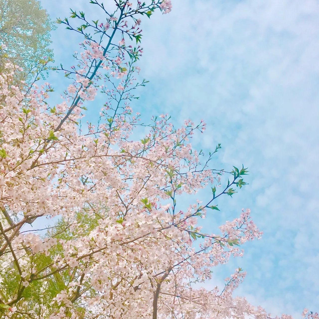 清明小長假，去這9個絕美的地方踏青