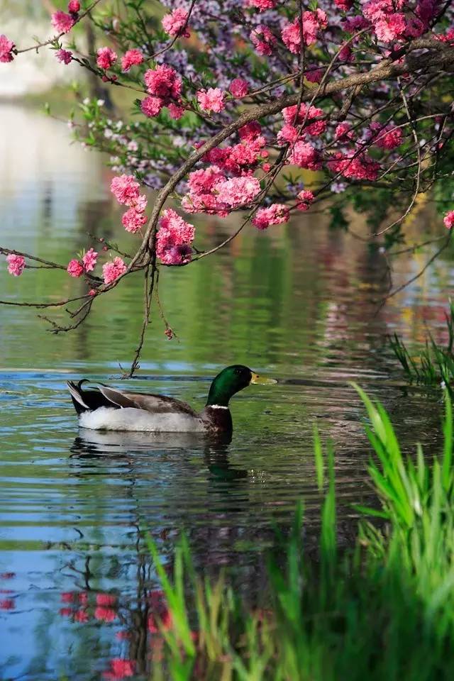 清明小長(zhǎng)假，去這9個(gè)絕美的地方踏青