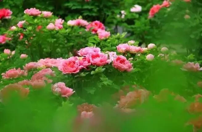 清明小長(zhǎng)假，去這9個(gè)絕美的地方踏青