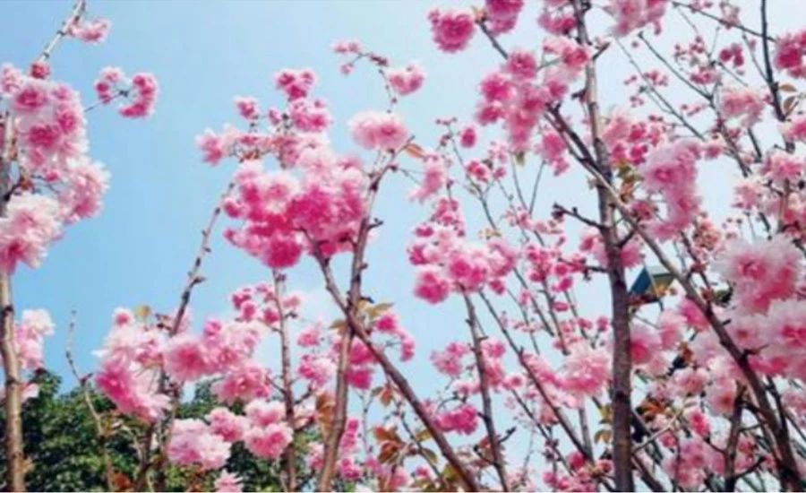 不負時光，不負己，趁著春光去踏青！