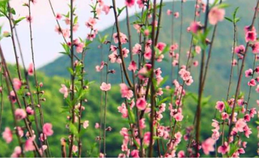 不負時光，不負己，趁著春光去踏青！