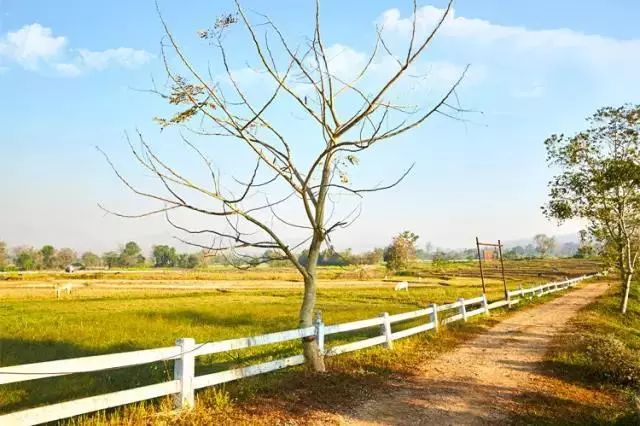 踏青尋色，春風(fēng)十里不如你