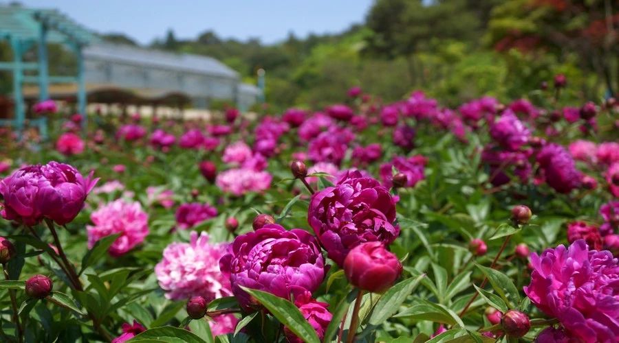 最美人間四月，詩情畫意不可錯(cuò)失的風(fēng)景推薦