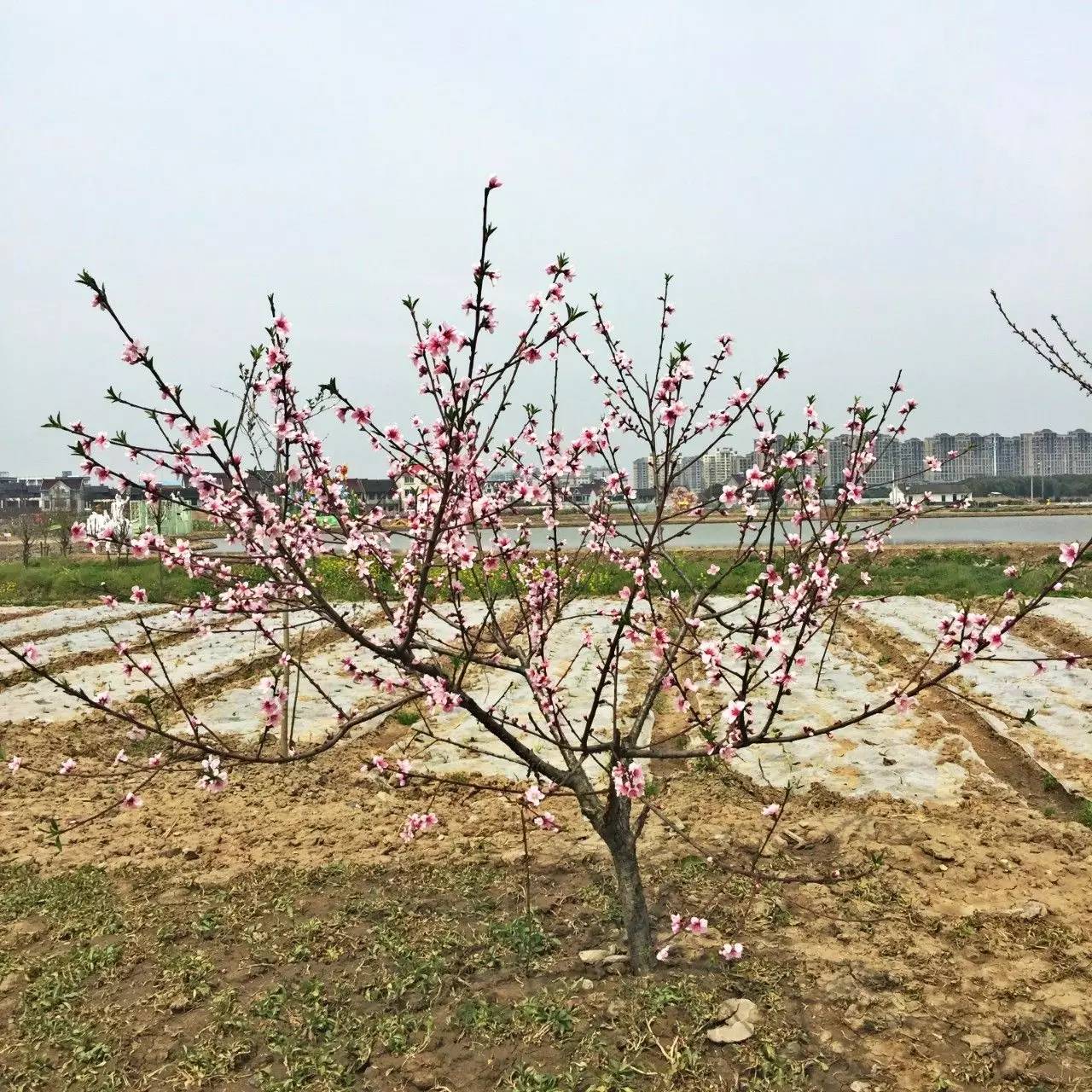 古鎮(zhèn)之外的新場，或許更有新意