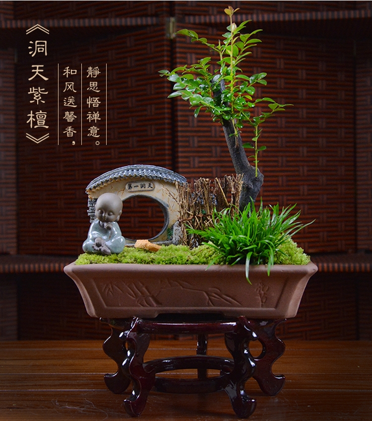 四季常青盆景，鎮(zhèn)宅紫檀盆景圖片