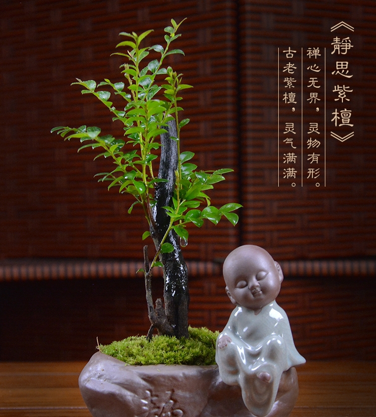 四季常青盆景，鎮(zhèn)宅紫檀盆景圖片