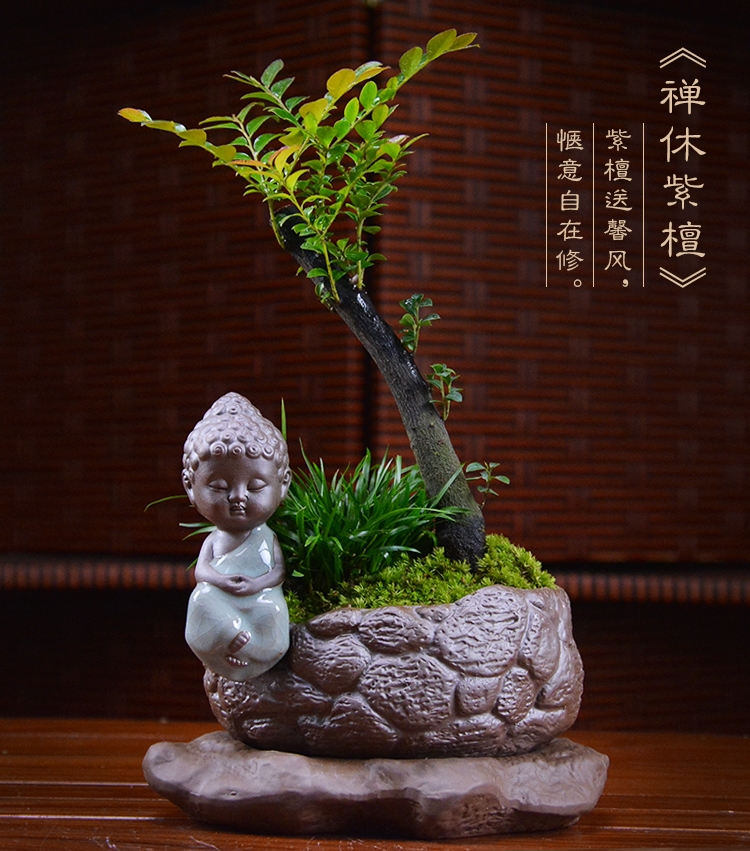 四季常青盆景，鎮(zhèn)宅紫檀盆景圖片