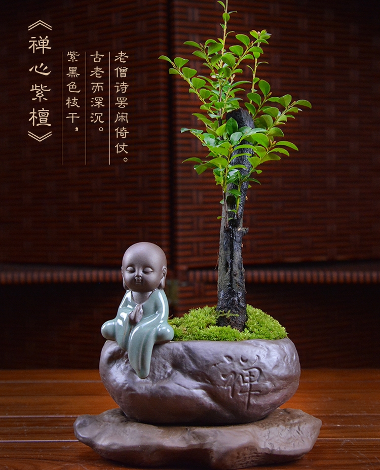 四季常青盆景，鎮(zhèn)宅紫檀盆景圖片