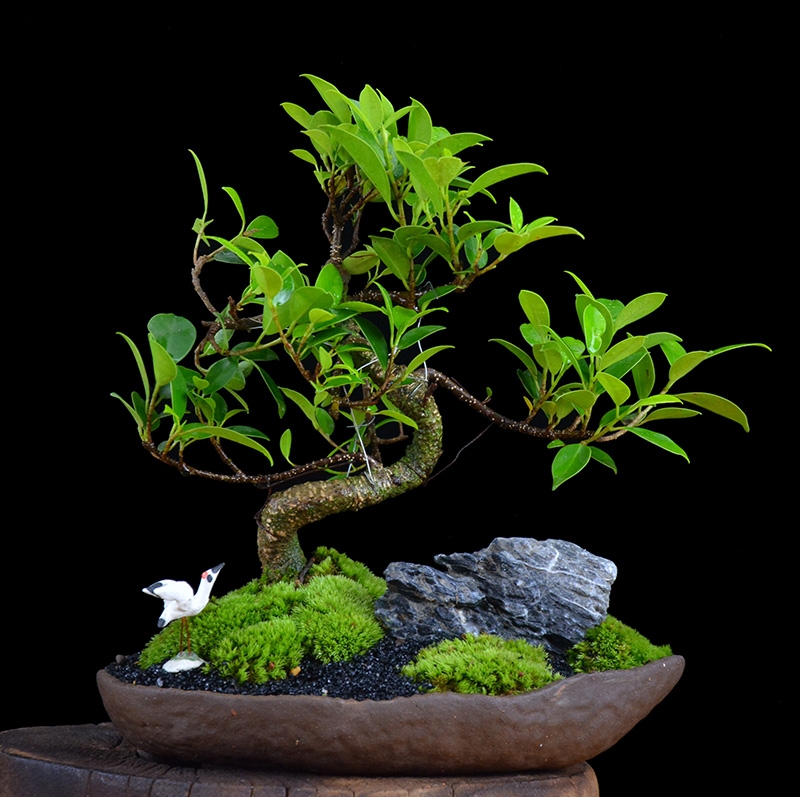 四季常青綠葉盆景圖片，精致的小葉榕樹盆景