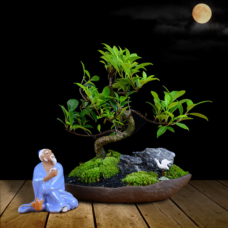 四季常青綠葉盆景圖片，精致的小葉榕樹盆景