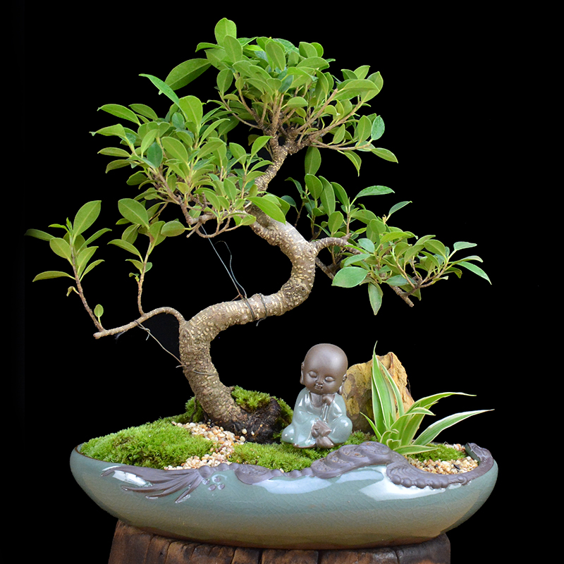 四季常青綠葉盆景圖片，精致的小葉榕樹盆景