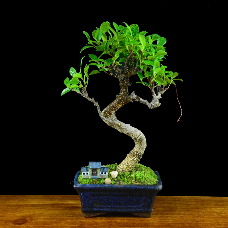 四季常青綠葉盆景圖片，精致的小葉榕樹盆景