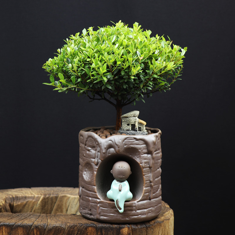 耐寒常青盆景圖片，禪意小葉赤楠盆景