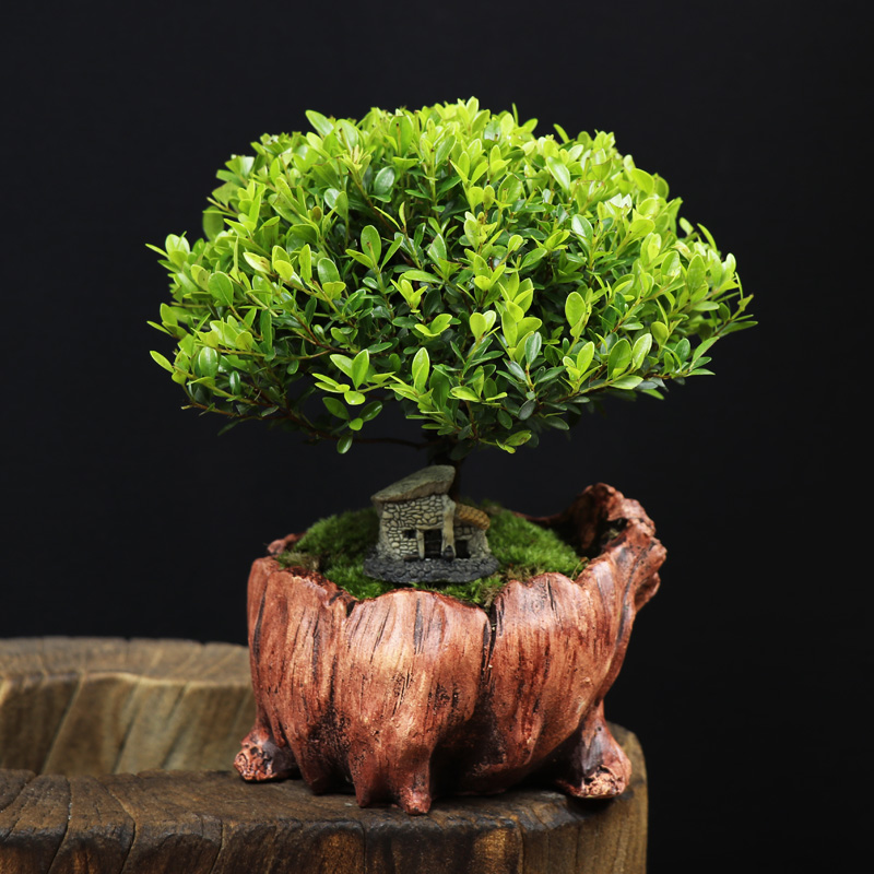 耐寒常青盆景圖片，禪意小葉赤楠盆景
