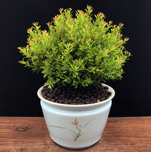 耐寒常青盆景圖片，禪意小葉赤楠盆景