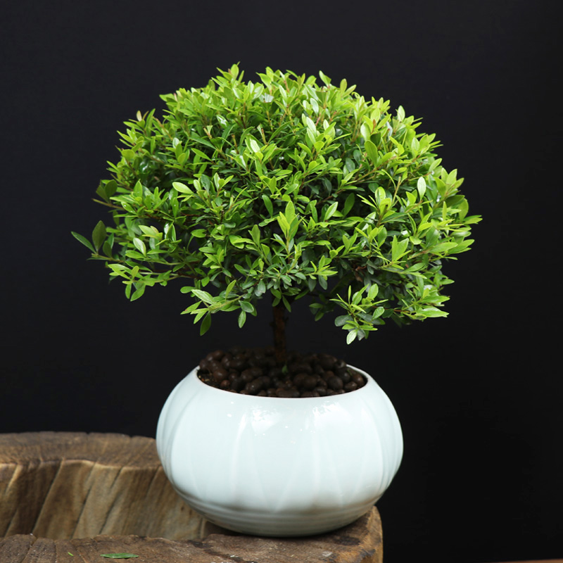 耐寒常青盆景圖片，禪意小葉赤楠盆景