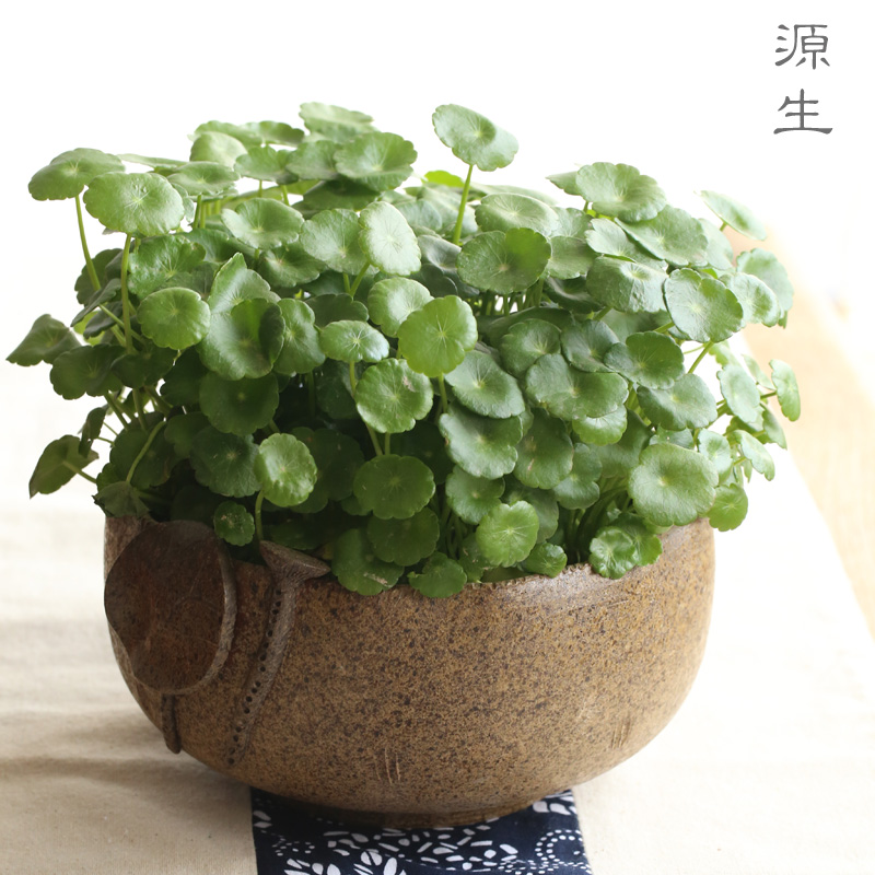 日式陶瓷水盂，可用作茶洗筆洗