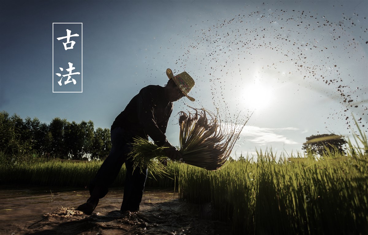 貢祿大米 | 品牌設(shè)計全過程