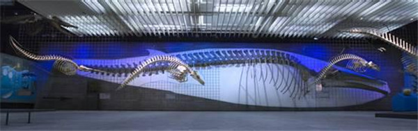 德國最大的自然博物館，德國森根堡自然博物館