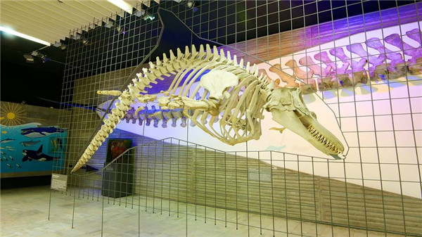 德國最大的自然博物館，德國森根堡自然博物館