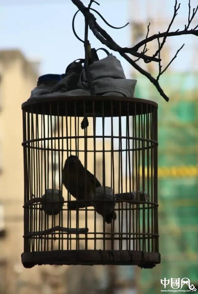 最美匠心啟航閱讀鳥籠