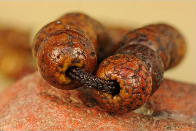 什么是星月菩提？原生態(tài)藏傳爆老星月菩提