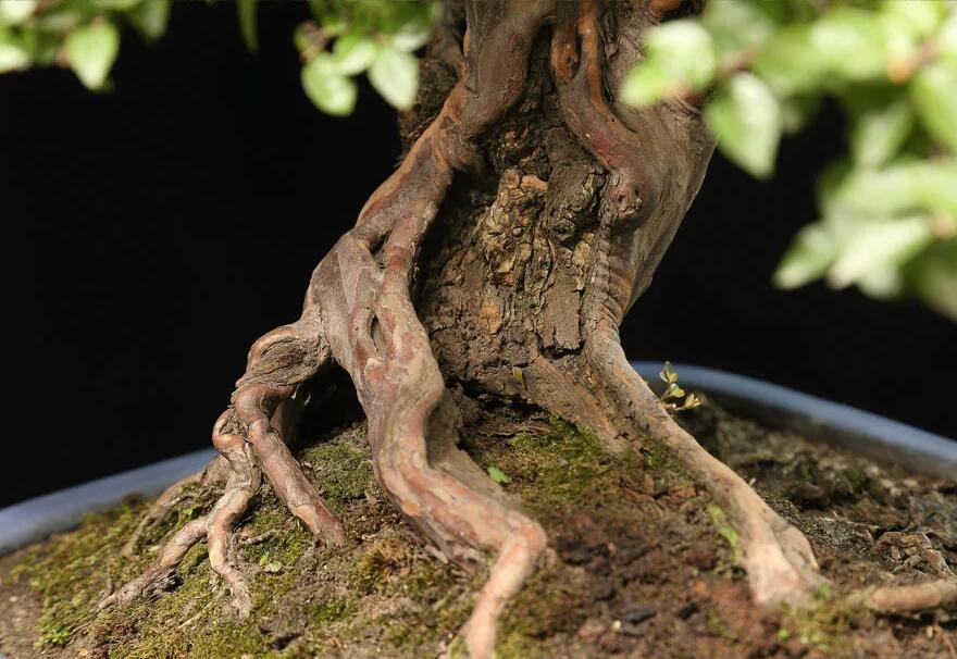 雀梅盆景：情同手足