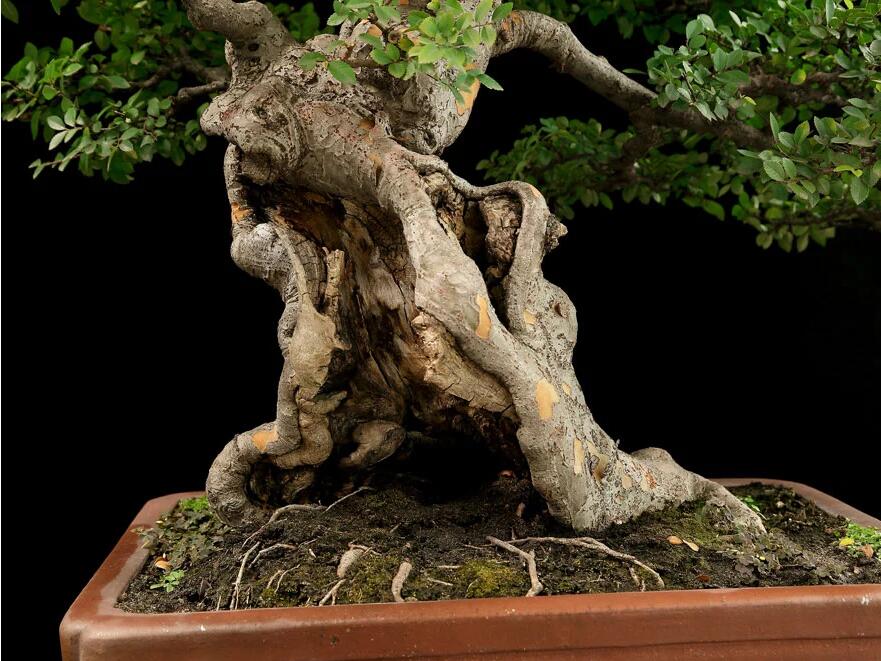 杭派盆景：榆樹(shù)盆景