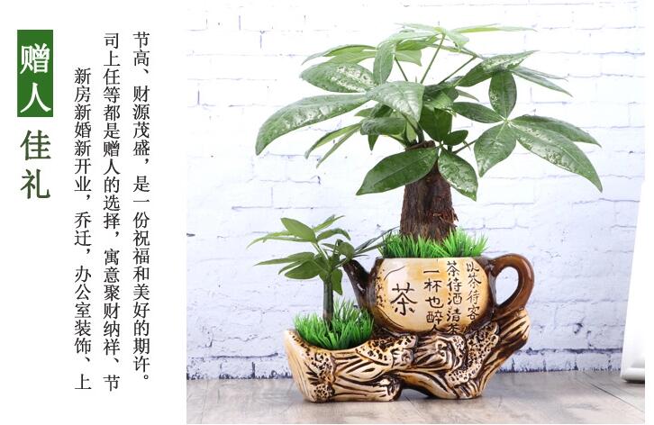 匠心啟航閱讀發(fā)財樹盆景