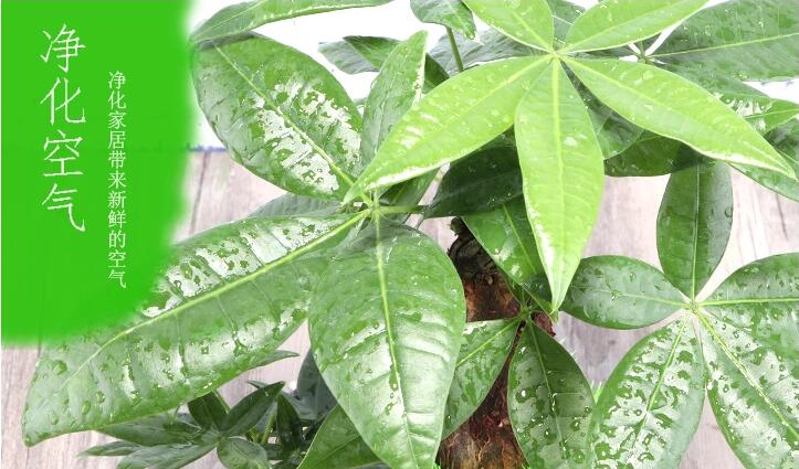 匠心啟航閱讀發(fā)財樹盆景